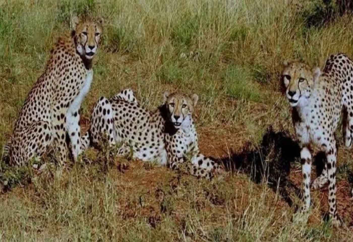 Another cheetah dies